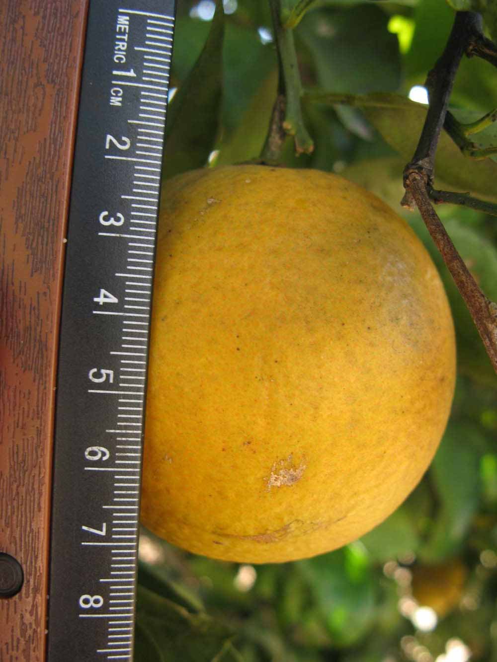            Fruit (Winter Haven, FL)   